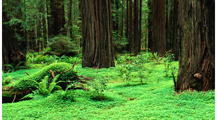 forest